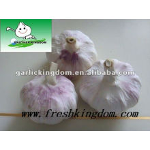 BEST QUALITY FRESH GARLIC/Chinese fresh garlic /purple garlic